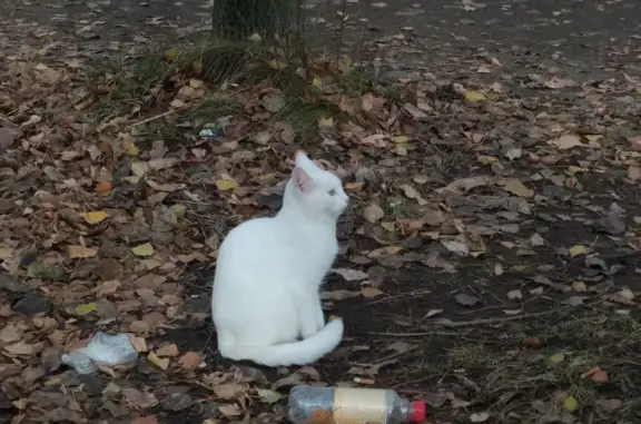 Потерялась белоснежная кошка возле библиотеки Костромы