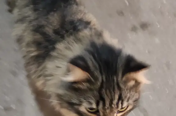 Найдена кошка породы сибирская на Киевском шоссе