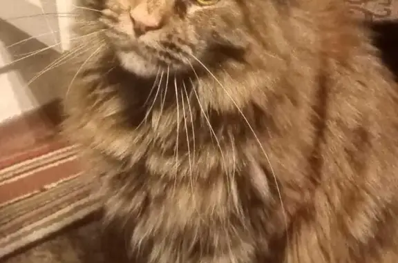 Кошки потеряшки, Санкт-Петербург, фото: Потеряшка кошка Боня, Краснопутиловская 92