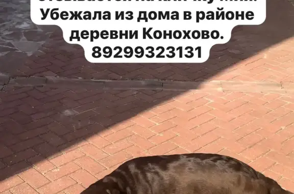 Пропала собака в Беляницком сельском поселении, Ивановская область