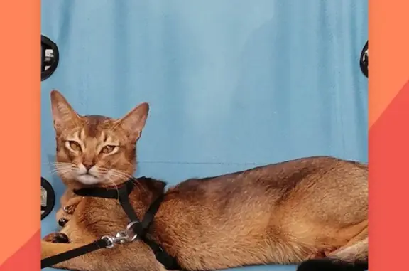 Пропала Абиссинская кошка в Воронеже