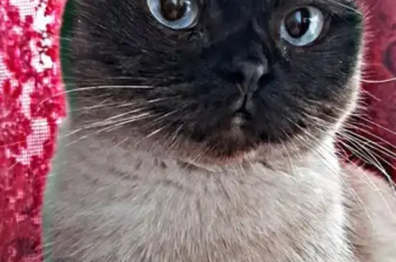 Объявления о пропавших и найденных животных, Новосибирск, фото: Пропала кошка Ася, Невельского 27, Ленинский район