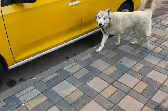 Найдена собака в Новой Москве, ул. 2-я Ватутинская, 3