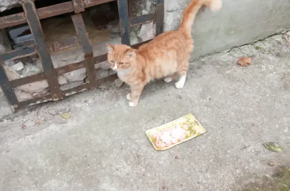 Найдена кошка в подвале, г. Тверь, ул. З. Коноплянниковой