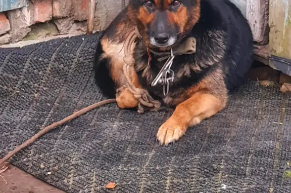 Собака найдена в деревне Приозерье, адрес: 49Н-0244, 36