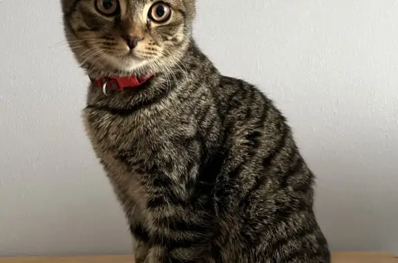 Найден полосатый кот на Знаменской, 45