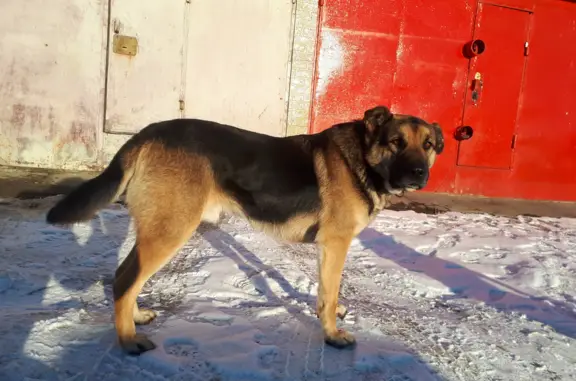 Пропала собака на Тигильской улице