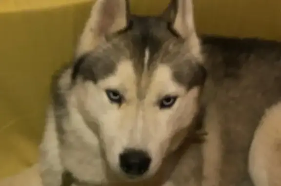 Собака найдена в Красной Пахре, Москва