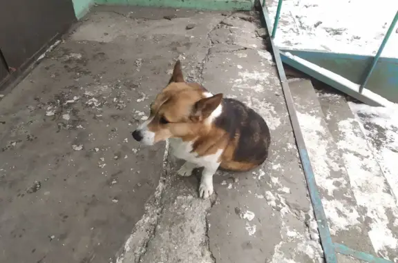 Найдена собака на пр. Фрунзе, Томск