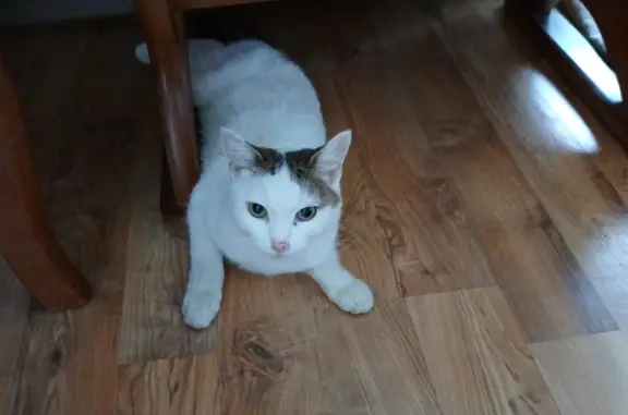 Найдена худая белая кошка, адрес: ул. Молодогвардейцев, 7 к3, Челябинск