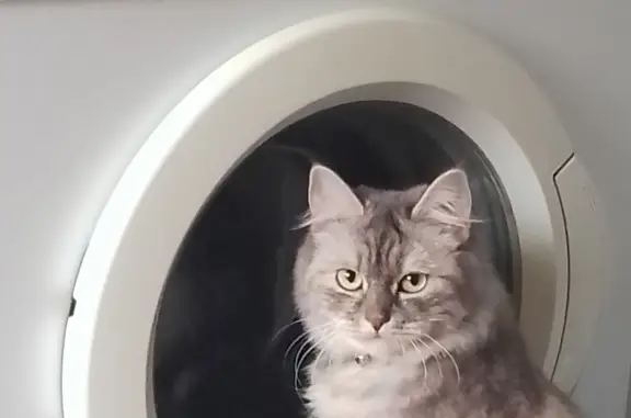 Кошки потеряшки, Липецк, фото: Потеряшка кошка в Советском районе, г. Липецк.