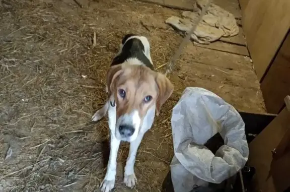 Найдена собака Русская пегая гончая, сука в Кировской области