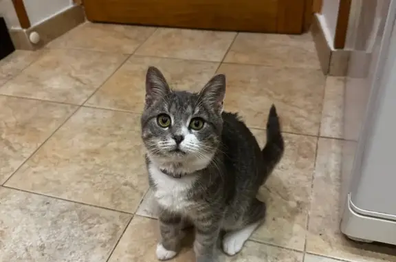 Найдена кошка Котик в Московской области