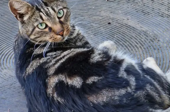 Пропала кошка Кот, 3 года, черно-серый с рыженой полосатый. Исчез при остановке в Тосненском городском поселении.