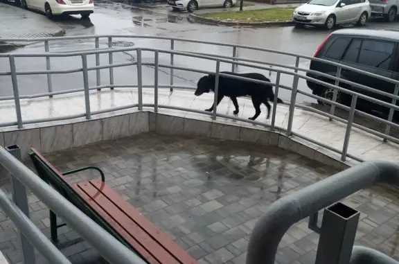 Собака найдена: ул. Поленова, 9, Обнинск