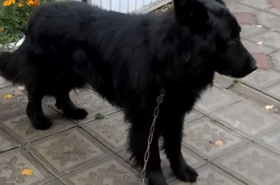 Найдена собака: Большой черный пёс, 11-й Щигровский переулок, 12, Курск