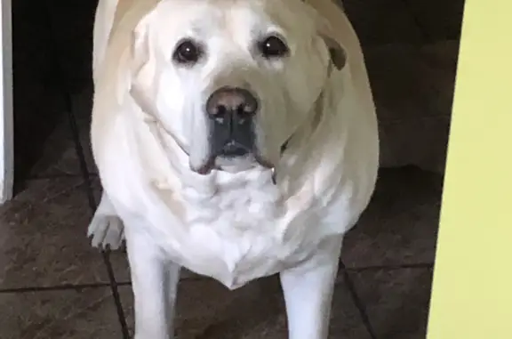 Собаки потеряшки, Волгоград, фото: Потеряшка собака в Волгограде, ул. Хользунова 18/1. Помогите найти!