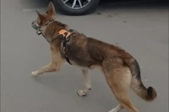 Найдена рыжая собака в Кудиново, Московская область