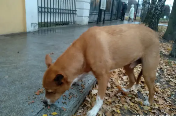 Собака Кобель ждет у кассы 2-го входа, 3-я Музейная ул., Москва