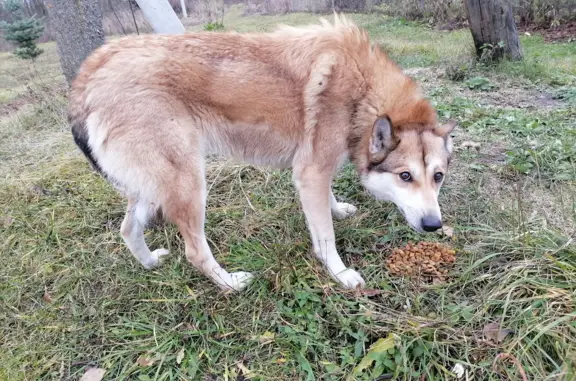 Найдена собака Лайка в Тульской области
