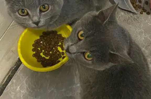 Кошки потеряшки, Краснояр-I, фото: Потеряшка кошка на ул. Мусы Джалиля, 21, Краснояр-I