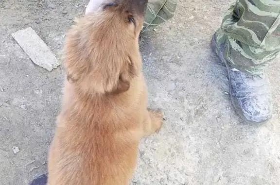 Найдена рыжая собака возле стройки на Центральной площади, Тюмень