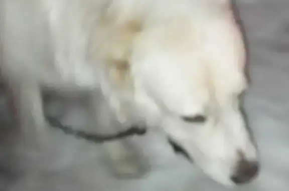 Собака Алабай потеряна в Первоуральске