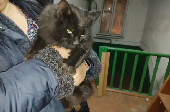 Найдена кошка на ул. Лыткина, 11А, Иркутск