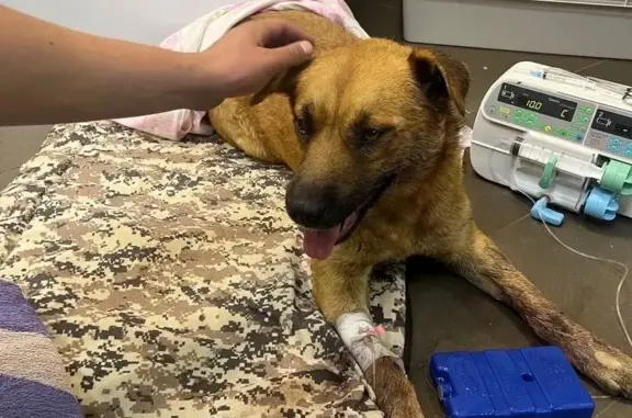 Пропала собака после операции на Елецкой трассе