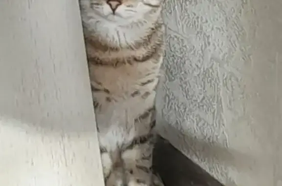Пропала кошка Саша 36 в Бузулуке, 4-й микрорайон