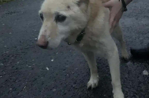 Найдена собака в СНТ Дубрава, Чеховский район