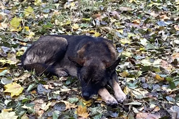 Найдена собака в Шуваловском парке, ищет хозяев, большой и красивый