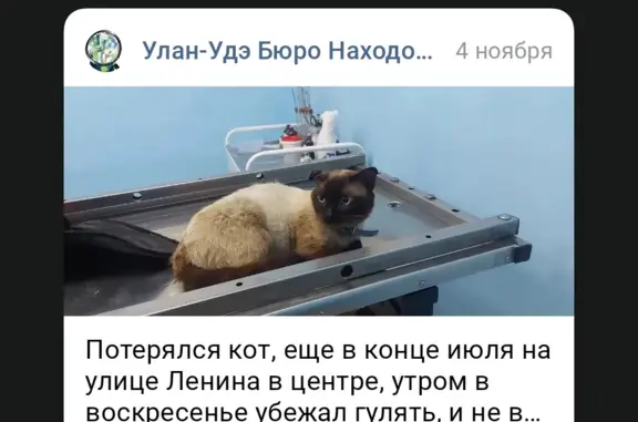 Пропала кошка Сиамский кот, ул. Ленина, 52, Улан-Удэ