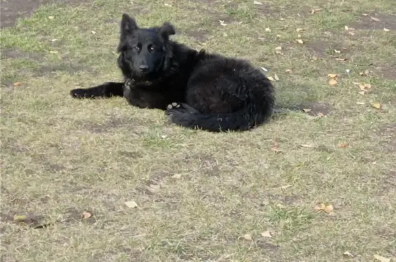 Найдена собака: Большая черная овчарка, адрес: пр-т Героев Отечества, Саратов