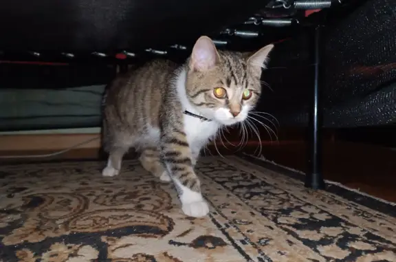 Найдена кошка Котенок домашний на пр. Стачек, 95 к1, СПб