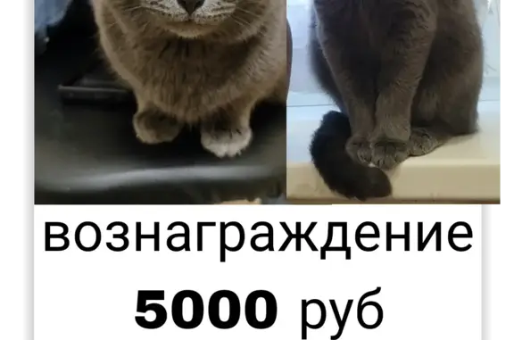 Пропала кошка серого цвета, Волжский, ул. 19-го Партсъезда, 46