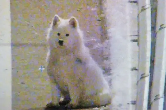 Найдена потерянная собака рядом с платной дорогой в Хабаровском крае
