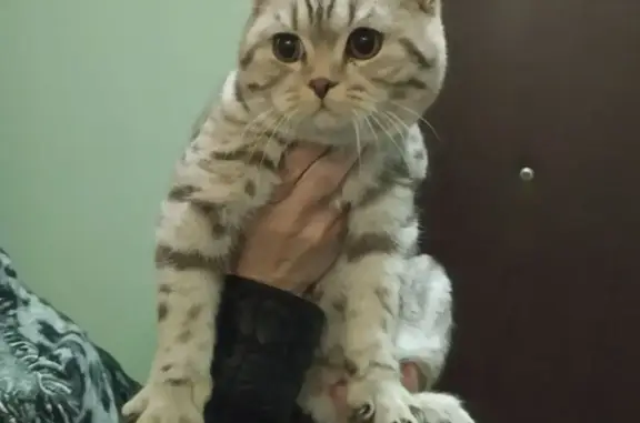 Найдена породистая кошка на 2-й Мелитопольской