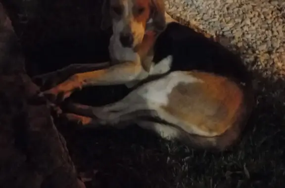 Собака найдена: Молоденький кобель, Краснодар