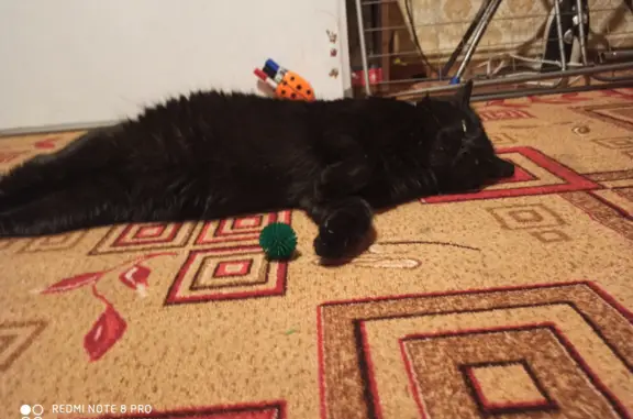 Пропала кошка Мальчик, черный, ул. Чернышевского, 22, Петрозаводск