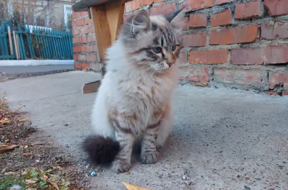 Пропала кошка в Улан-Удэ, Бурятия