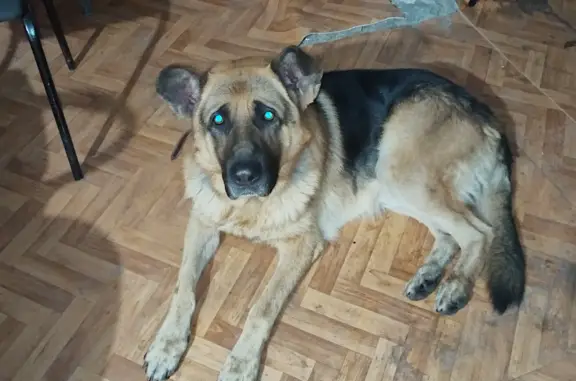 Найдена собака, ул. Зорге, 58, Новосибирск