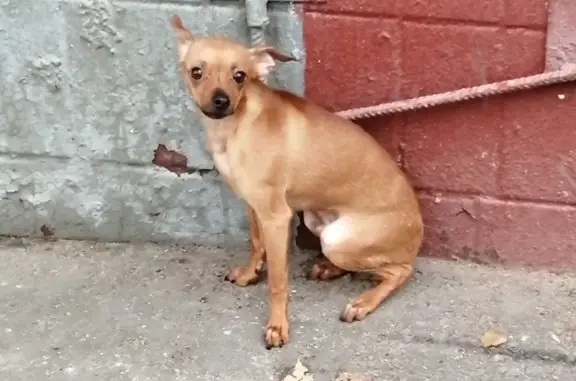 Найдена собака на Нагатинской улице, 34А, Москва