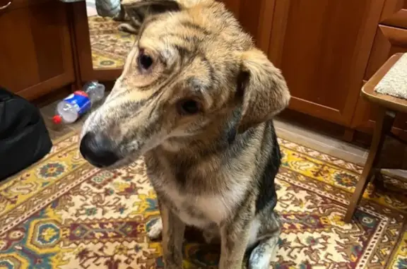 Найдена собака в Великом Новгороде, ищем хозяина!