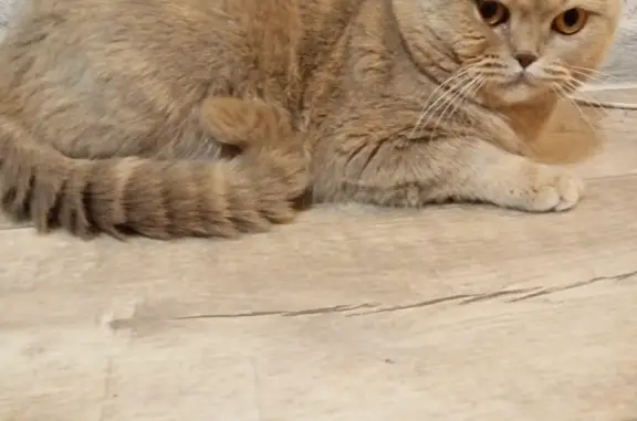 Найдена кошка на Менделеева, 6, Верхняя Пышма