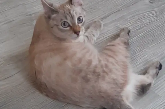 Пропала кошка Тайской породы, ул. Степана Разина, 28