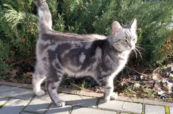 Кошка на Сосновой, похожа на шотландца