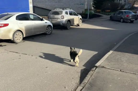 Собака с ошейником на ул. Заикина, Зеленодольск