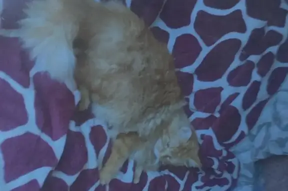 Пропала кошка в Камчатском крае 31 октября