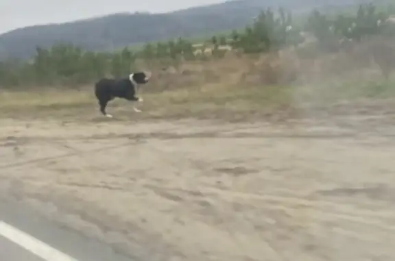 Найдена собака алабай, черный с белым, на дороге с 4.11.23 в Липецкой обл.